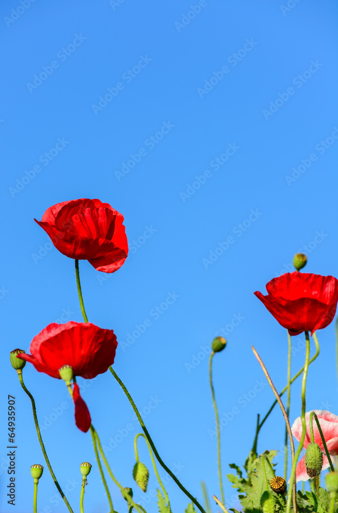 Fototapeta premium Red poppy