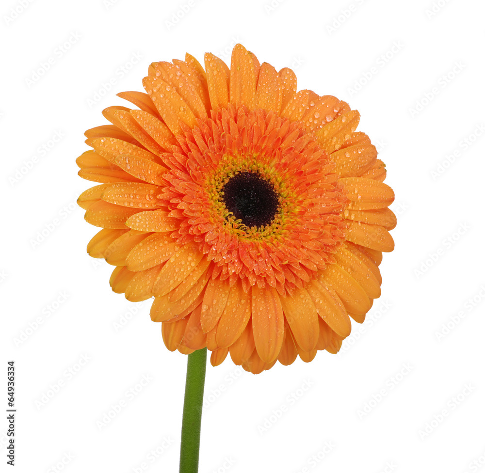 orange flower orange flower