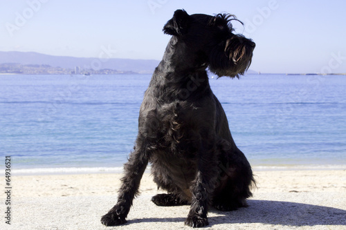 black dog with sea landscape