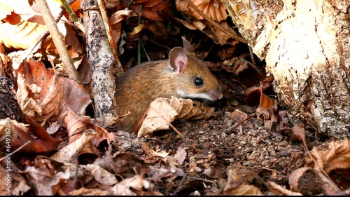 White footed mouse (woodmouse, Peromyscus leucopus)