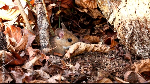 White footed mouse (woodmouse, Peromyscus leucopus)