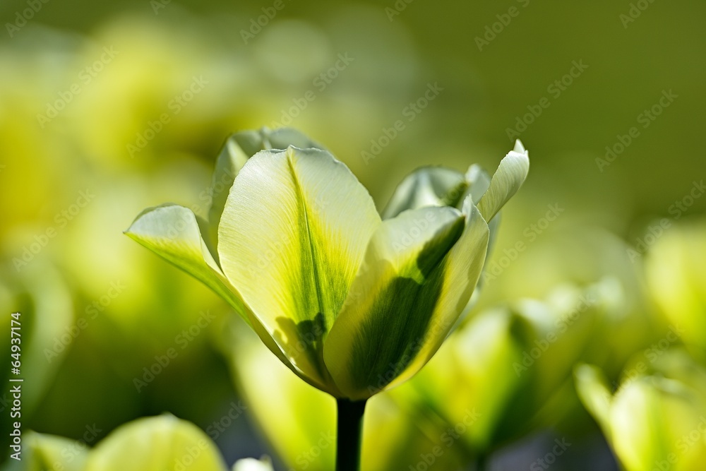 Obraz premium Mintfarbene Tulpen