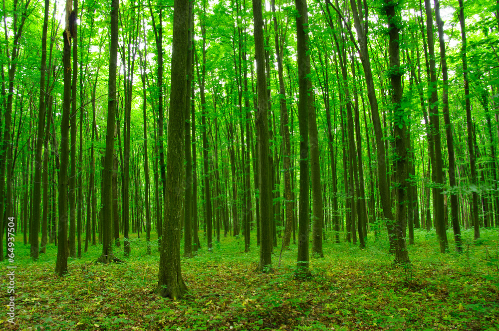 forest in spring forest in spring