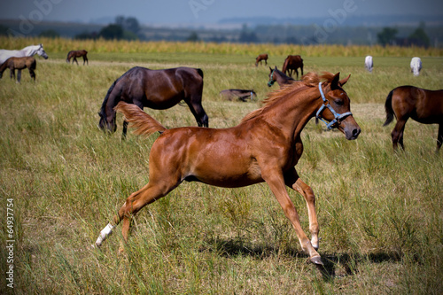 foal running