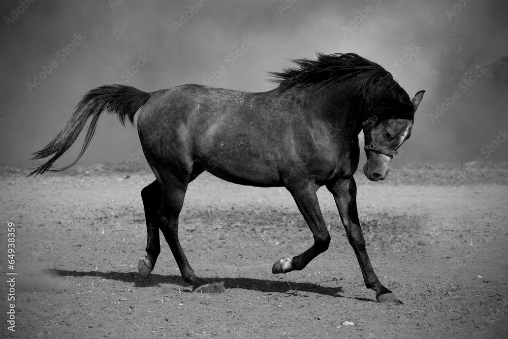 Obraz Galopujący czarny koń