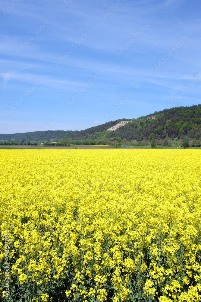 Rapsfeld Rapsfeld