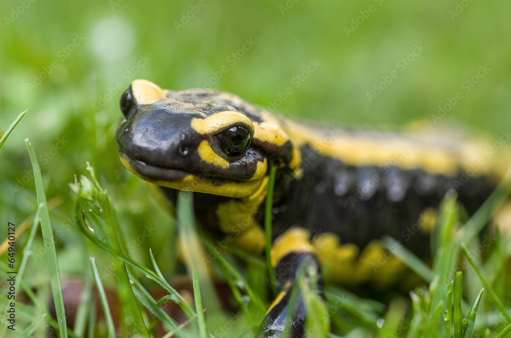 Fototapeta premium Feuersalamander (Salamandra salamandra)