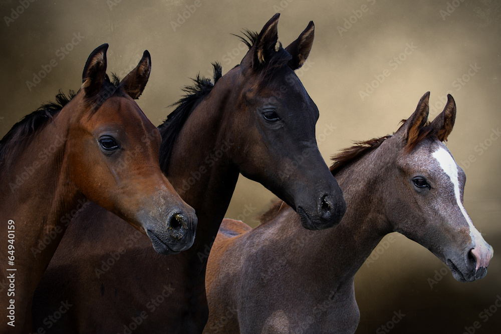 Group of three young horses on the pasture Group of three young horses on the pasture