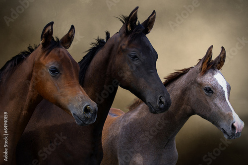 Group of three young horses on the pasture © kubikactive