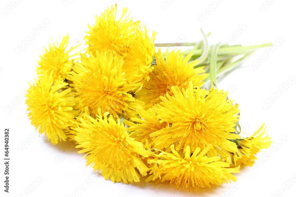 Yellow flowers of dandelion on white background Yellow flowers of dandelion on white background