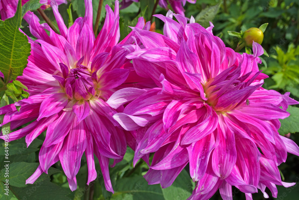 Dahlien - Dahlias Dahlien - Dahlias