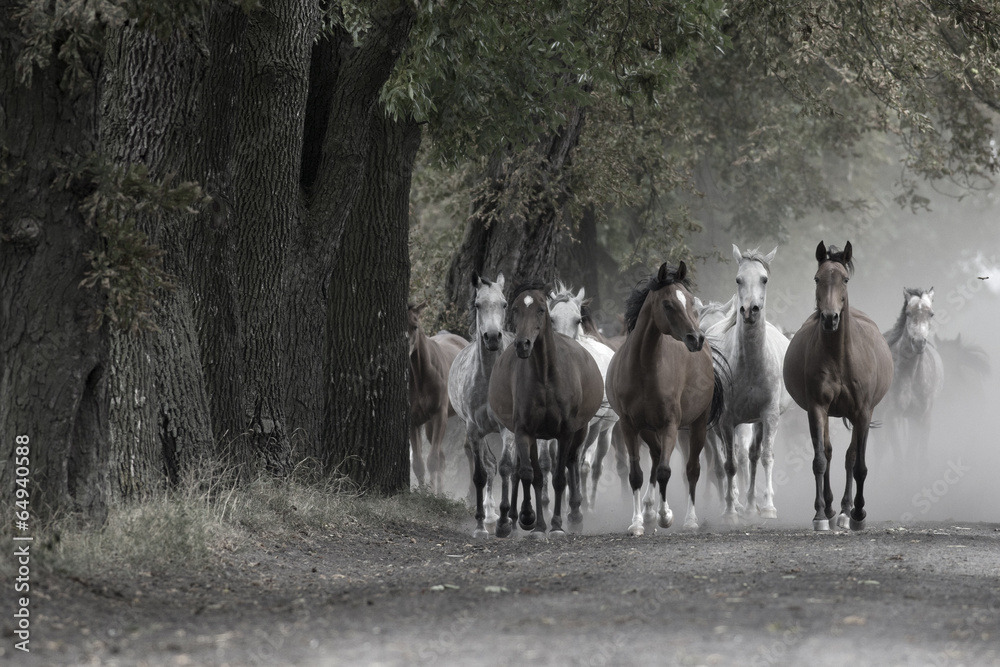 Obraz premium Herd of horses on the village road