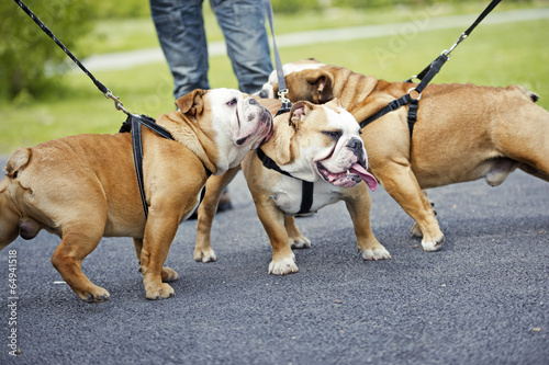 English Bulldogs dogs puppies meeting outdoors