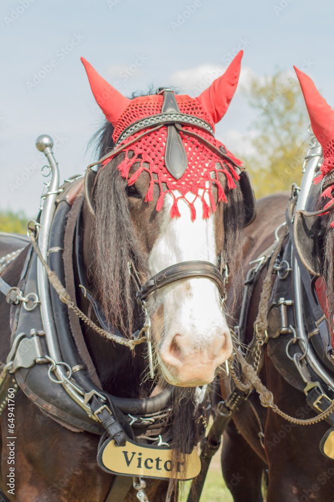 Shire Horses StockFoto Adobe Stock