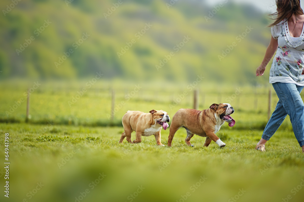 English Bulldogs dogs puppies playing outdoors