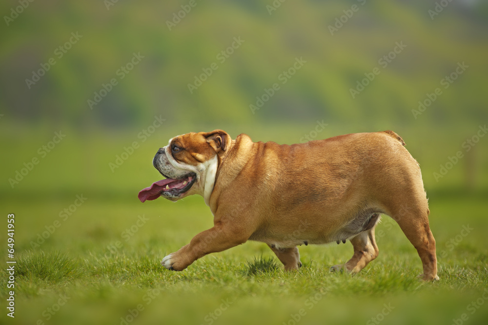 English Bulldog dog puppy playing outdoors English Bulldog dog puppy playing outdoors