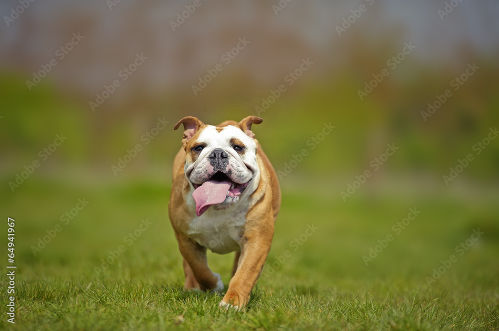 English Bulldog dog puppy playing outdoors