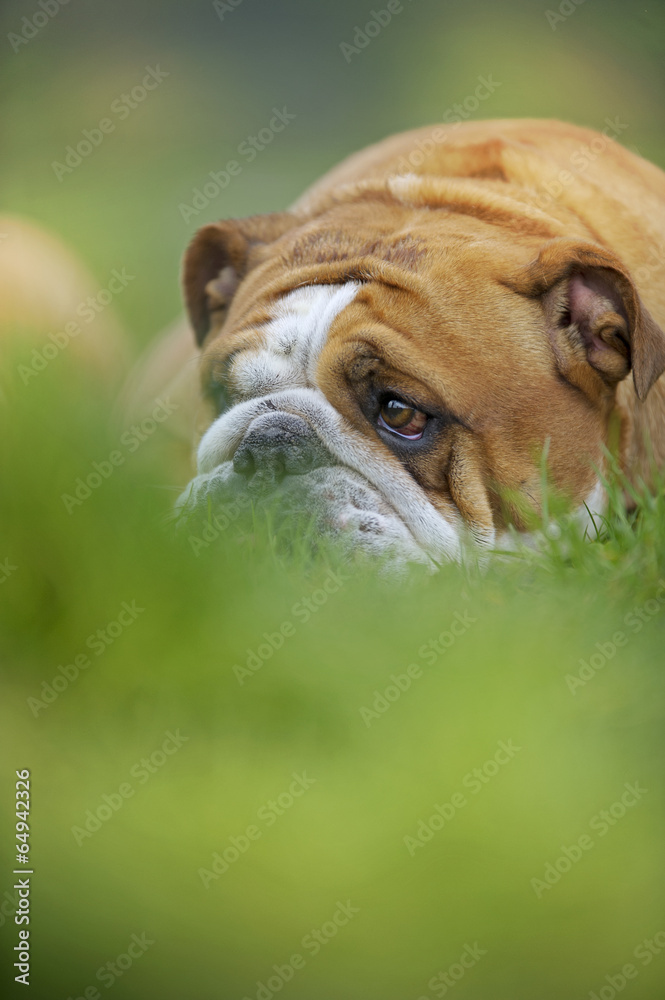 English Bulldog dog puppy laying on the grass portrait outdoors