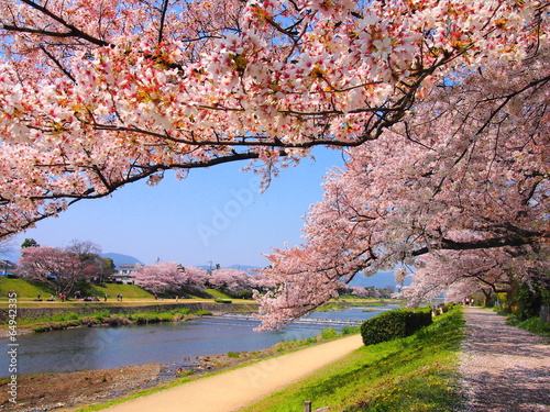 鴨川の桜