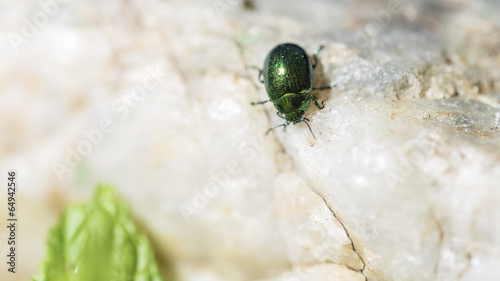 Cetonia Carthami or green beetle photo