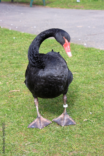 black swan