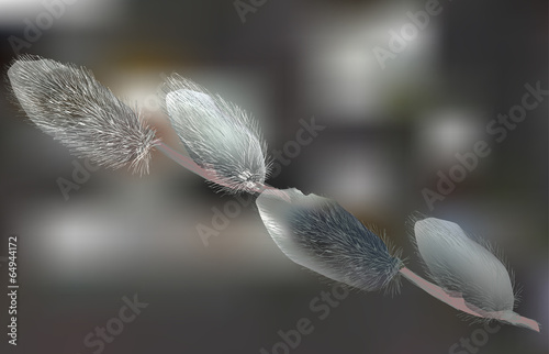 pussy willow branch on grey background