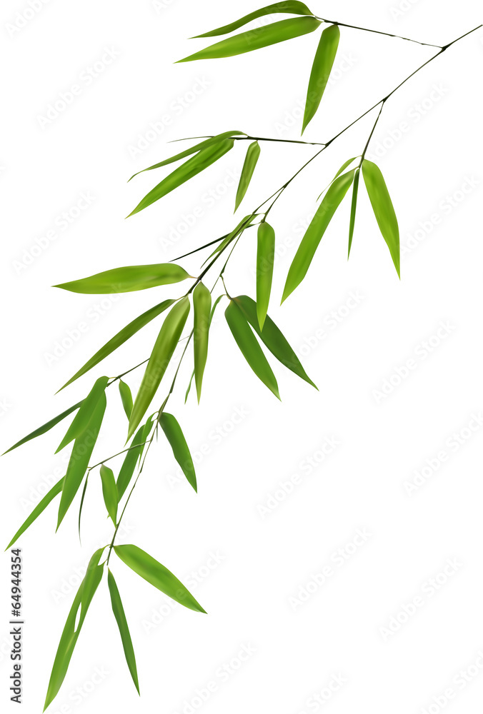 Naklejka premium illustration with isolated lush green bamboo foliage