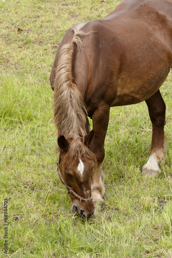 horse horse