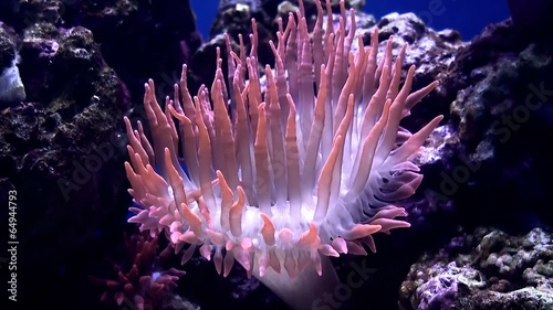 Sea anemone. photo
