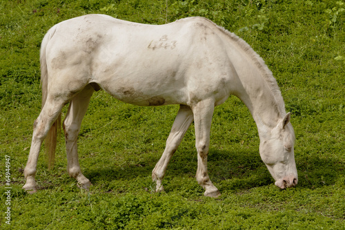 horse