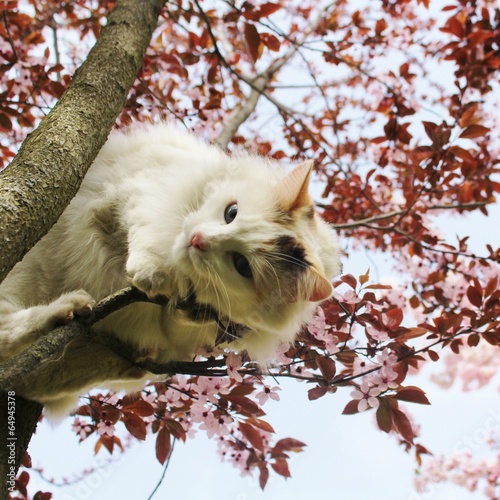 Chat