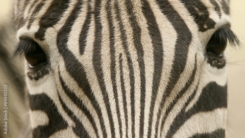 Close up of the zebra looking in the camera