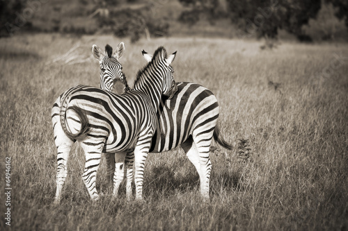 Two zebras black and white  South Africa