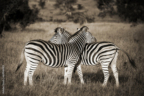 Two zebras black and white  South Africa