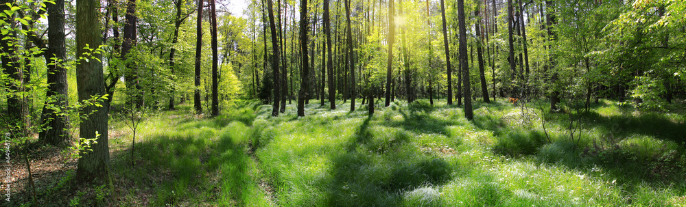 Naklejka premium poranna leśna panorama