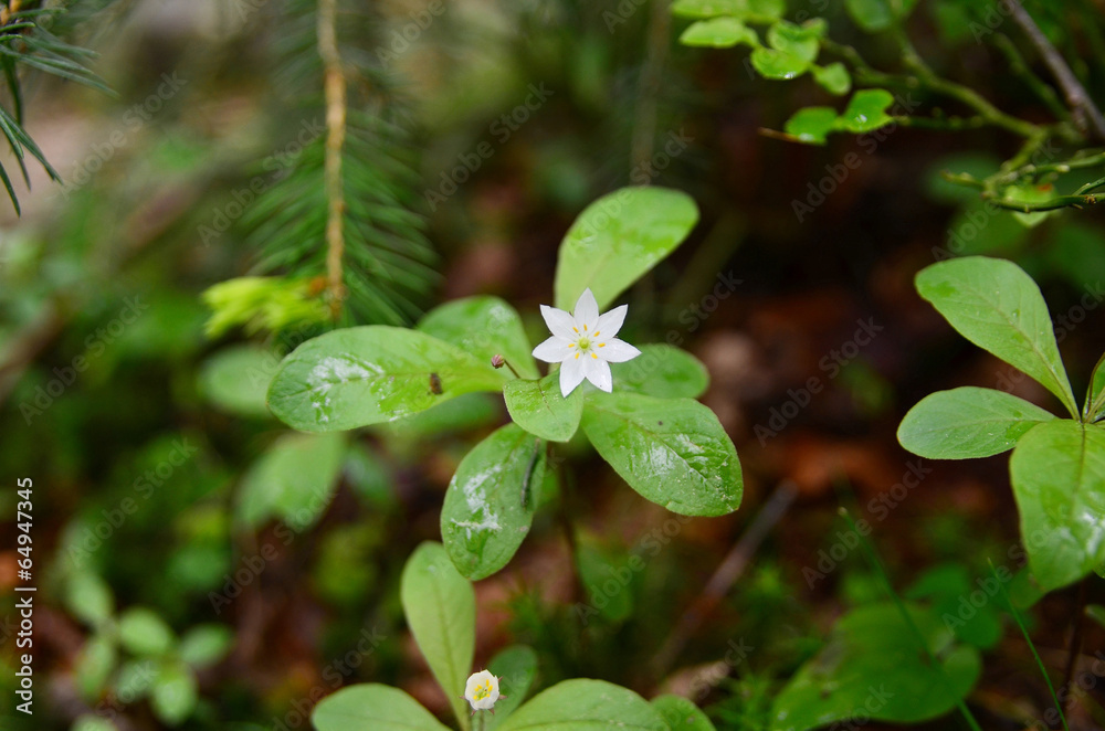 Siebenstern Blume Siebenstern Blume