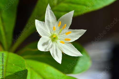 Siebenstern Blume