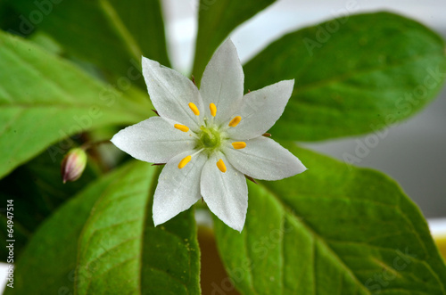 Siebenstern Blume