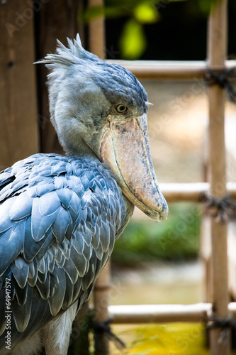 Shoebill, Abu Markub (Balaeniceps rex) photo