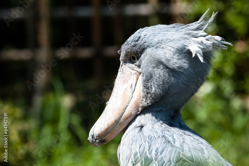 Shoebill, Abu Markub (Balaeniceps rex) photo