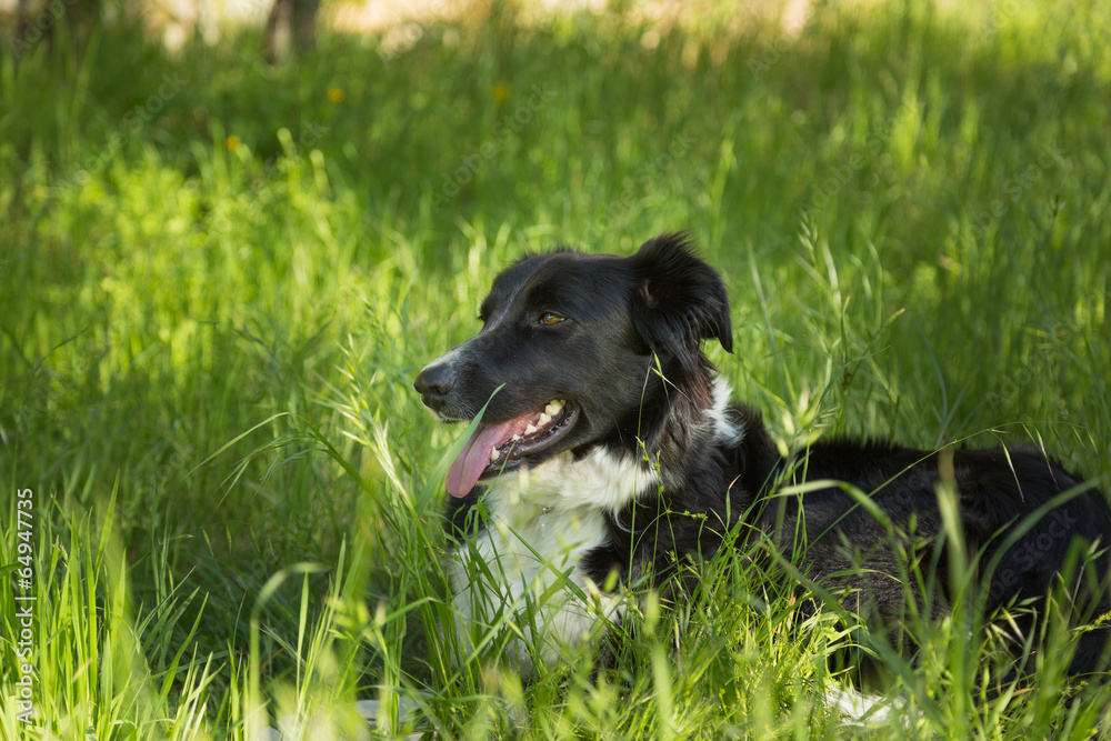 Border Collie dog in long Grass