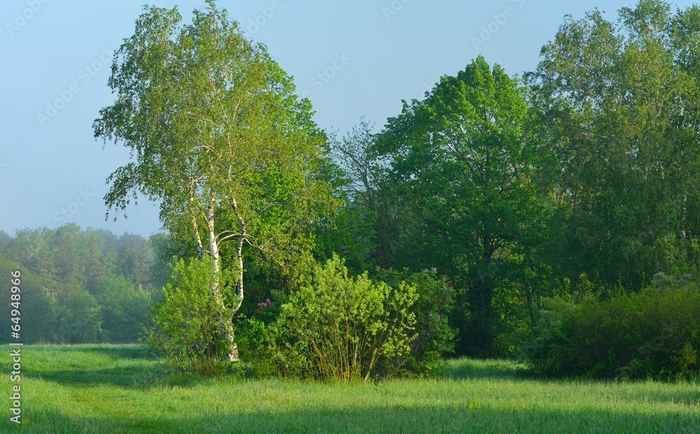 Fototapeta premium Morning lawn