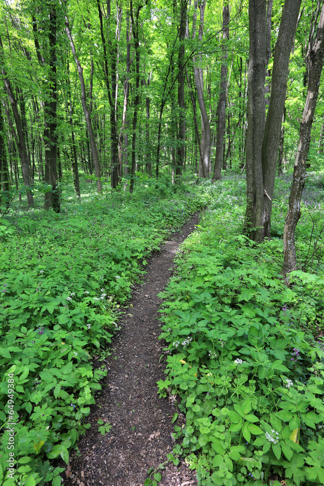 Pathway in green forest Pathway in green forest