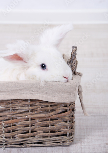 White cute rabbit in basket, close up