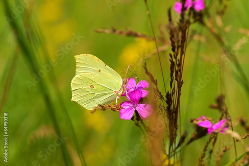 Common Brimstone (Gonepteryx rhamni), butterfly drinking nectar © Mirek Kijewski