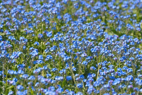 Myosotis  Forget-me-nots as a background  Forget Flowers
