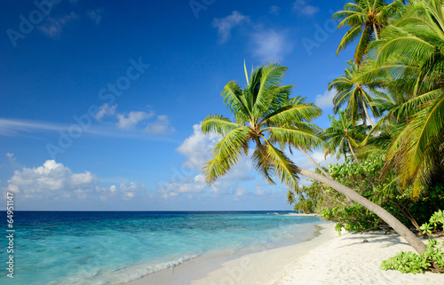 Strand mit Palmen © Loocid GmbH