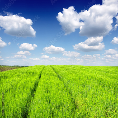 green wheat field and blue cloudy sky