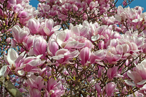 Fototapeta Naklejka Na Ścianę i Meble -  Magnolie - Magnolia