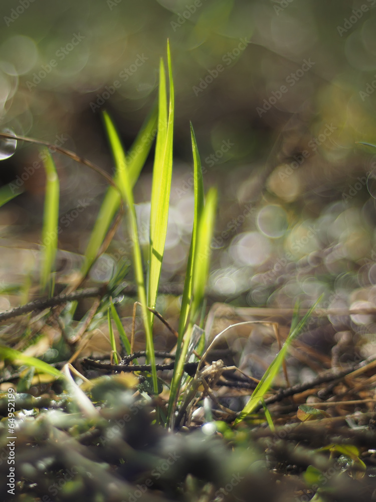 grass grass